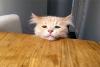 Аватар для Mr. Cat