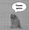 Аватар для SSaRRkeLL